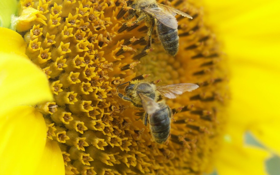 Aethina Tumida – Vespa Velutina