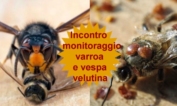 Programmazione monitoraggio Varroa e Vespa Velutina – Venerdi 5 Maggio ore 20:00 c/o Az. Stuard (PR)