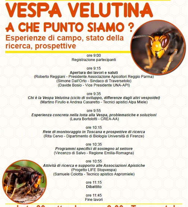 Vespa Velutina: a che punto siamo? – Convegno sabato 30/09 ore 9:00, Corte Agresti – Traversetolo (PR)