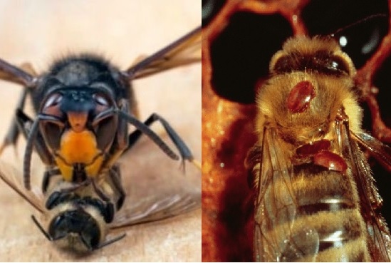 Monitoraggio Velutina e rilevazioni Varroa 2019