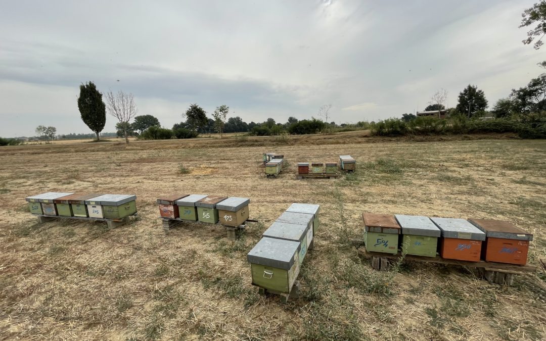 Incontro Territoriale “Bassa Reggiana e Modenese” – 15/12, Novellara (RE)