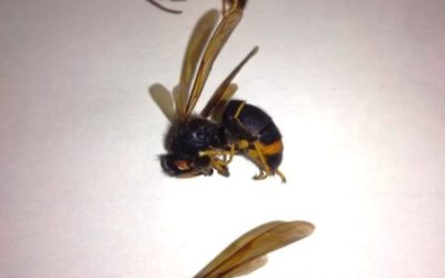 Avvistamento di Vespa Velutina in alta val di Taro (PR)