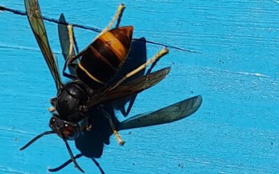 Nuovo Avvistamento di Vespa Velutina nel Reggiano