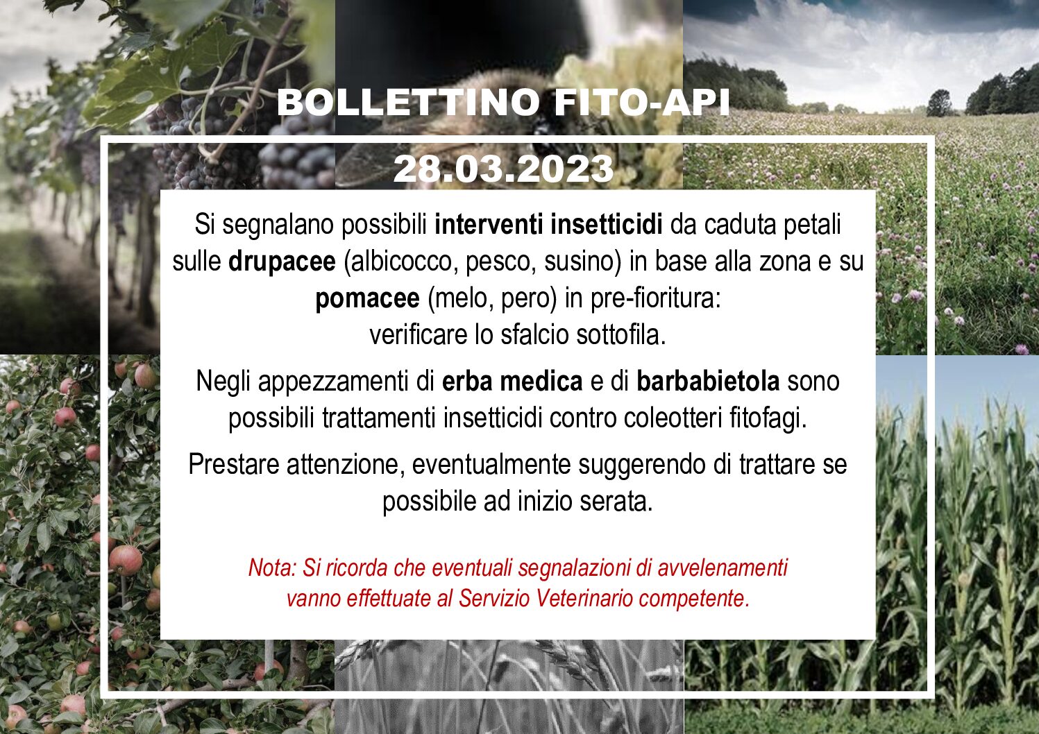 Bollettino Fito–Api del 20/03/2023