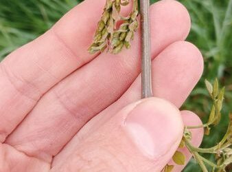 Gelate Tardive del 5 e 6 Aprile 2023