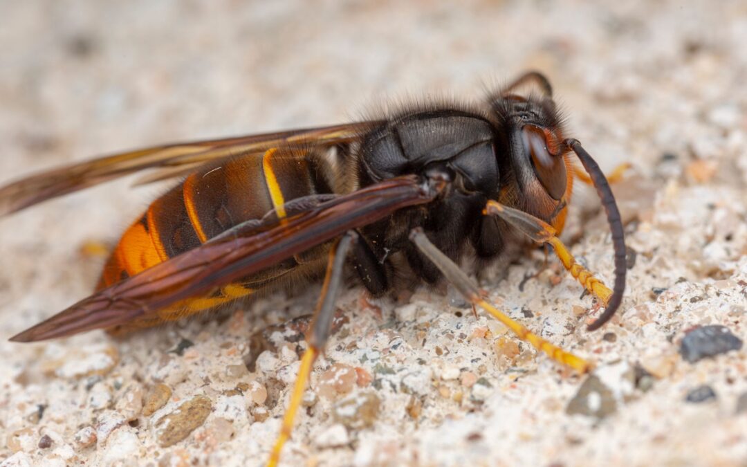 Uscita Formativa in Apiario per Monitoraggio Attivo Vespa Velutina